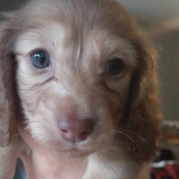Dachshund Puppies from Nikas Baby Beanz LH Dachshunds