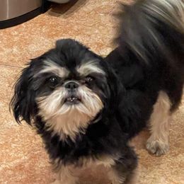 Cleo - Shih Tzu