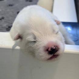 Yellow collar - White female Samoyed puppy in Muncie, Indiana from Scarlett Creek Retrievers and Samoyeds