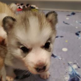Cicada - Gray and white female Siberian Husky puppy in Elk River, Minnesota from Naturez Siberians