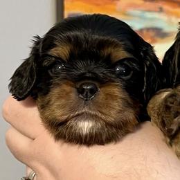 Frank - Red Boy - Black and tan male Cavalier King Charles Spaniel puppy in Little Rock, Arkansas from Montra Japanese Chin & Cavalier King Charles Spaniels