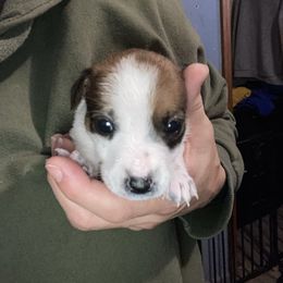 Countess Cecelia - White and tan female Russell Terrier puppy in Missouri from Royal Russells Ranch