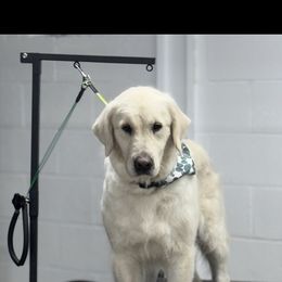 Kona - Golden Retriever