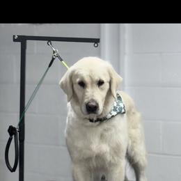 Kona - Golden Retriever