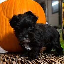 Boy 2 - Black and tan male Yorkshire Terrier puppy in Lafayette, Georgia from Berggipfel Yorkies