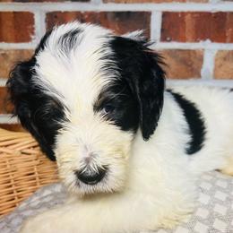 Joan Jett - Black and white Bernedoodle puppy in Branson West, Missouri from Ozark Acres LLC