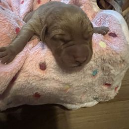 Honey - Yellow female Labrador Retriever puppy in North Chesterfield, Virginia from Lake Crystal Farms Labradors