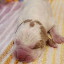 Lemonade - Lemon and white female Basset Hound puppy in Floyd, Arkansas from Twin Creek Acres