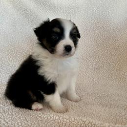 Ivy - AKC female - Black tri-color female Australian Shepherd puppy in Quebeck, Tennessee from KC Aussies TN