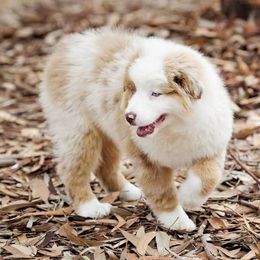 Miniature American Shepherd and Miniature Australian Shepherd Puppies from War Eagle Kennel
