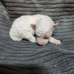 Faline - Parti female Poodle puppy in San Tan Valley, Arizona from Desert Storm Poodles