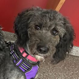 Reese - Aussiedoodle