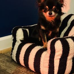Lizzie - Chihuahua