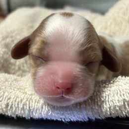 A. - Blenheim female Cavalier King Charles Spaniel puppy in Siloam Springs, Arkansas from Queen Cavaliers