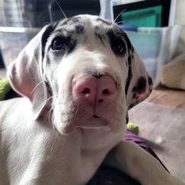 Great Dane puppies from Rare Earth Danes