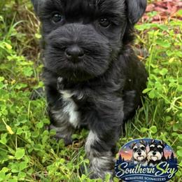 Vivienne - Black female Miniature Schnauzer puppy in Sylvania, Georgia from Southern Sky Miniature Schnauzers