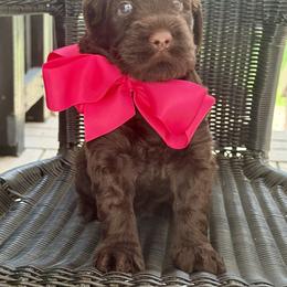 Miss Pink - Chocolate female Australian Labradoodle puppy in Wake Forest, North Carolina from Lucky Country Labradoodles