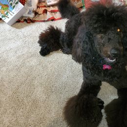 Aussiedoodles, Cockapoos, and Poodles from Emerald J Doodles