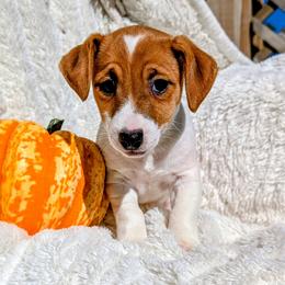 Dolly - White and tan female Russell Terrier puppy in Sandown, New Hampshire from Patch Wood Irish Jacks