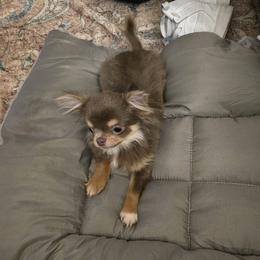 Oso - Chihuahua