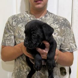 Black 1 - Black female Cane Corso puppy in Kaufman, Texas from Phantom Corsos