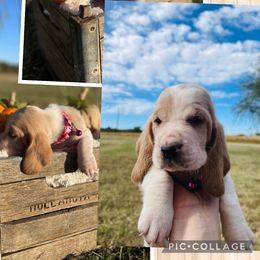 "Ginger female " Basset Hound Puppies from Little Patch of Heaven