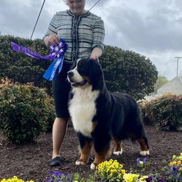 Bernese Mountain Dog All Grown Up from Carma Que’s Bernese Mountain Dogs