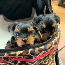 Yorkshire Terriers from Lena's Yorkies