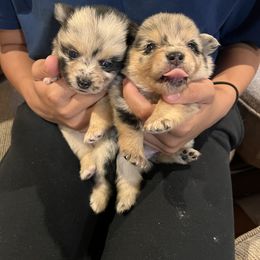 Pomeranian Puppies from GTBBF Pomeranians