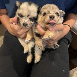 Pomeranian Puppies from GTBBF Pomeranians