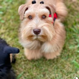 Birdie - Miniature Schnauzer