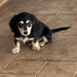 Dachshund Puppies from Monahan Dachshunds