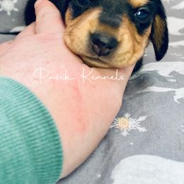 Dachshund Puppies from Pasek Kennels
