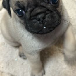 Pug puppies from Pam’s Perfect Pugs