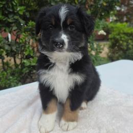 Hershey - Black tri-color female Australian Shepherd puppy in Summerville, South Carolina from Flowertown Aussies