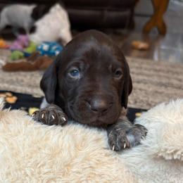 Boy 4 - Liver roan male German Shorthaired Pointer puppy in Troy, North Carolina from Uwharrie GSP