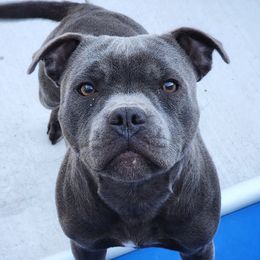 Squishy - Staffordshire Bull Terrier