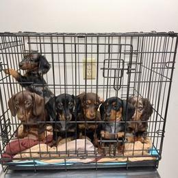 Dachshund Puppies from White River Valley Kennel