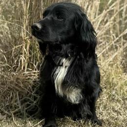 Thor - English Cocker Spaniel