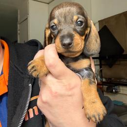 White Collar - Red female Dachshund puppy in La Pine, Oregon from RoseDox Dachshunds
