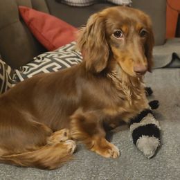 Ziva - Dachshund