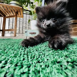 Pomeranian Puppies from Somos Pomeranians | Selectively Bred Puppies