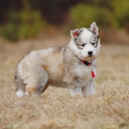 Ika - Gray and white female Siberian Husky puppy in Lunenburg, Vermont from SNOW WOOLY HUSKY