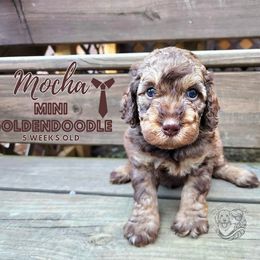 Aussiedoodle, Goldendoodle, and Poodle Puppies from Hilltop Cuddle Pups