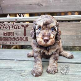 Aussiedoodle, Goldendoodle, and Poodle Puppies from Hilltop Cuddle Pups
