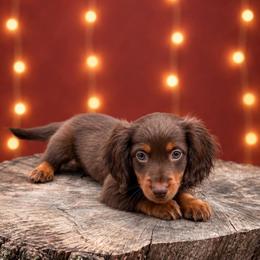 Male 1 - Chocolate male Dachshund puppy in Glen St Mary, Florida from Little Pawz, LLC
