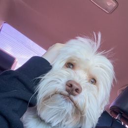 Didi - Havanese