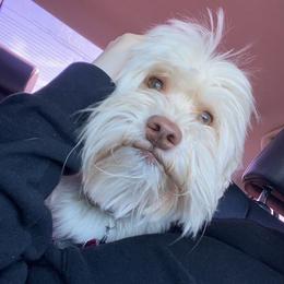 Didi - Havanese