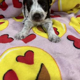 Nova - Parti female Miniature Schnauzer puppy in Pearland, Texas from K & S Schnauzers