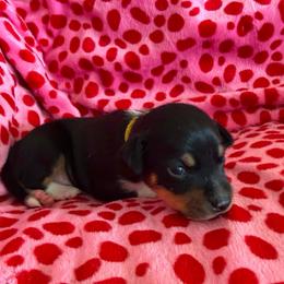 Comet - White and silver male Rat Terrier puppy in Molalla, Oregon from The Puppy Patch Rat Terriers